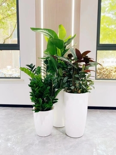 海曙植物租赁价格